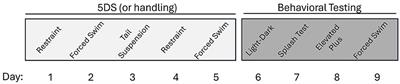 Genetic loss of the dopamine transporter significantly impacts behavioral and molecular responses to sub-chronic stress in mice